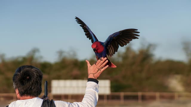 Ave em manejo e cuidados veterinários