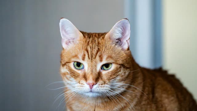 Gato em atendimento clínico veterinário