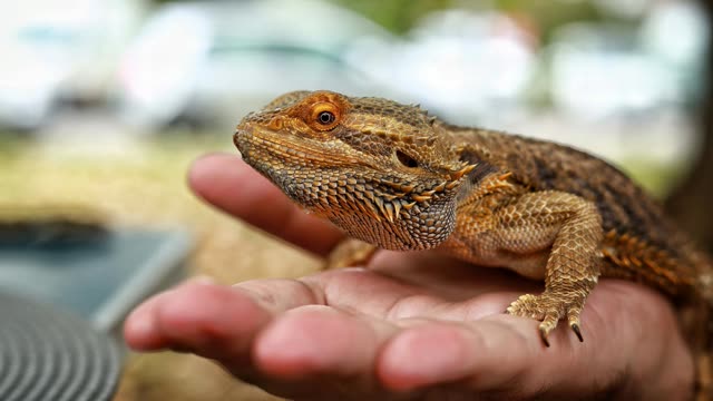 Répteis e pets não convencionais em manejo clínico