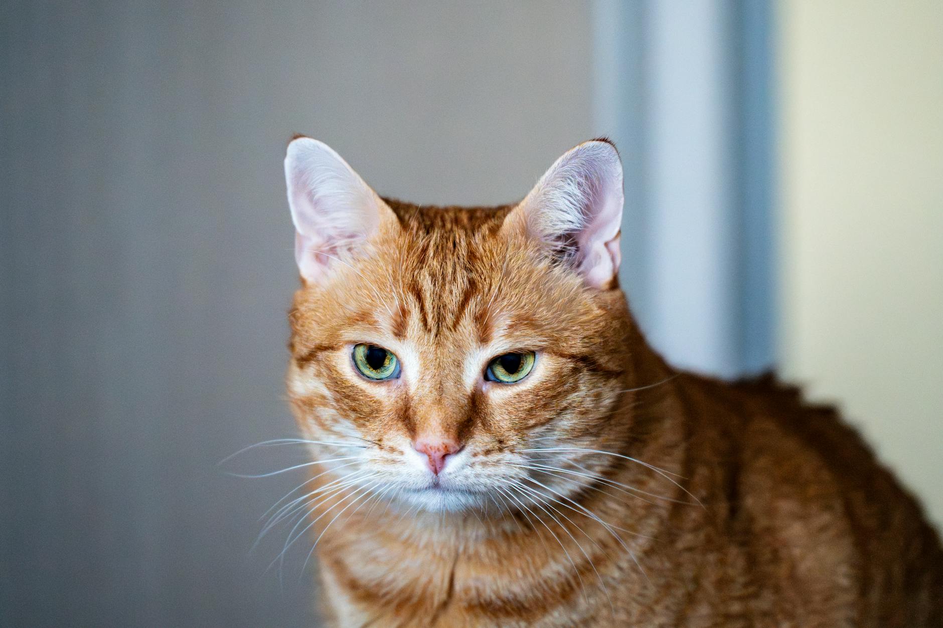 Gato em atendimento clínico veterinário