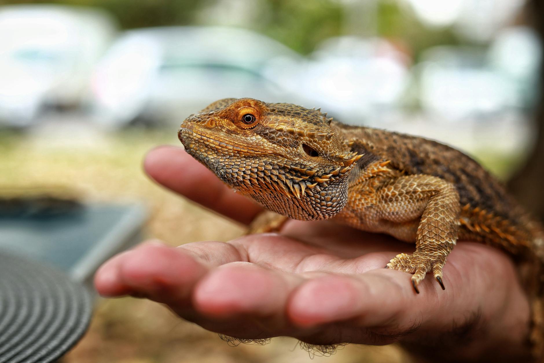 Répteis e pets não convencionais em manejo clínico